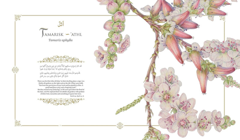 Plants of the Qur'an: History & culture (Hardcover)