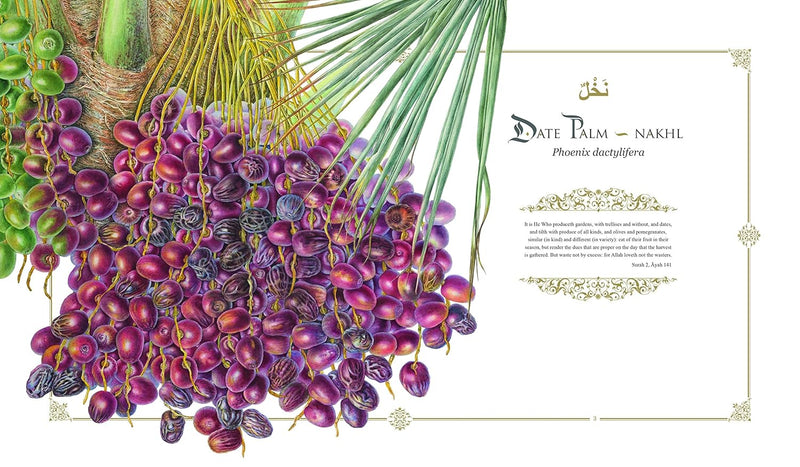 Plants of the Qur'an: History & culture (Hardcover)